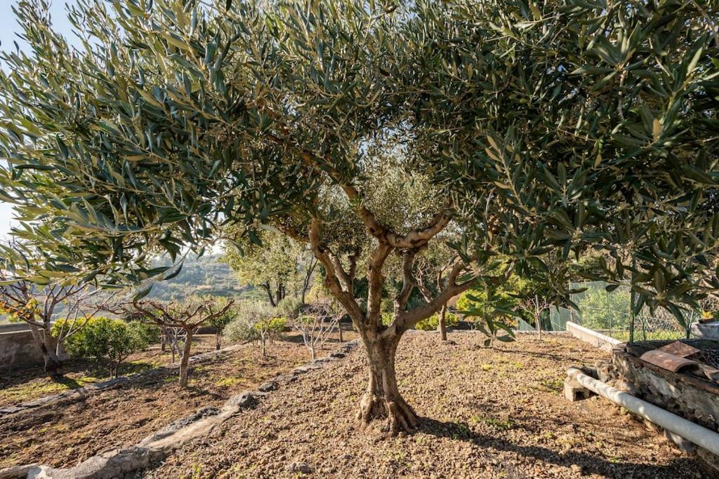 Villa Laura Piedimonte Etneo Eksteriør billede